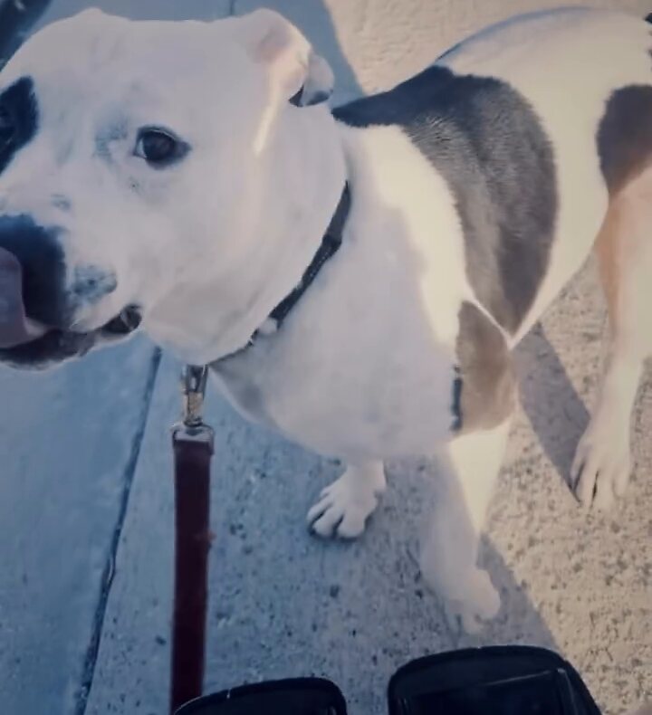 Bucket