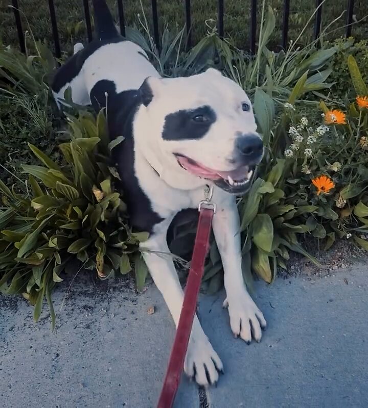 Bucket sitting in flowers