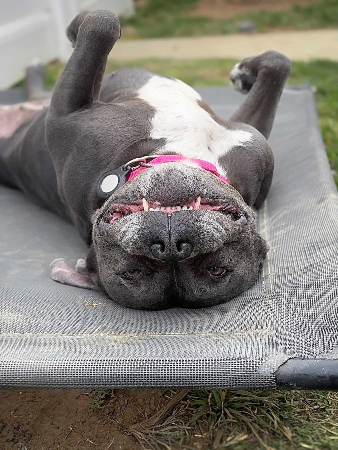A grey and white pit bull lying upside down on a cot, grinning