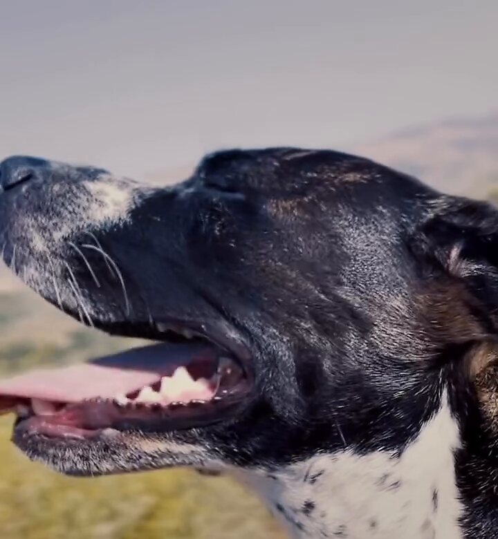 Ember in profile on a hill