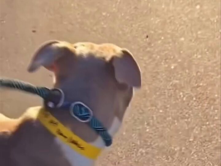 Honey with ears up and a yellow collar