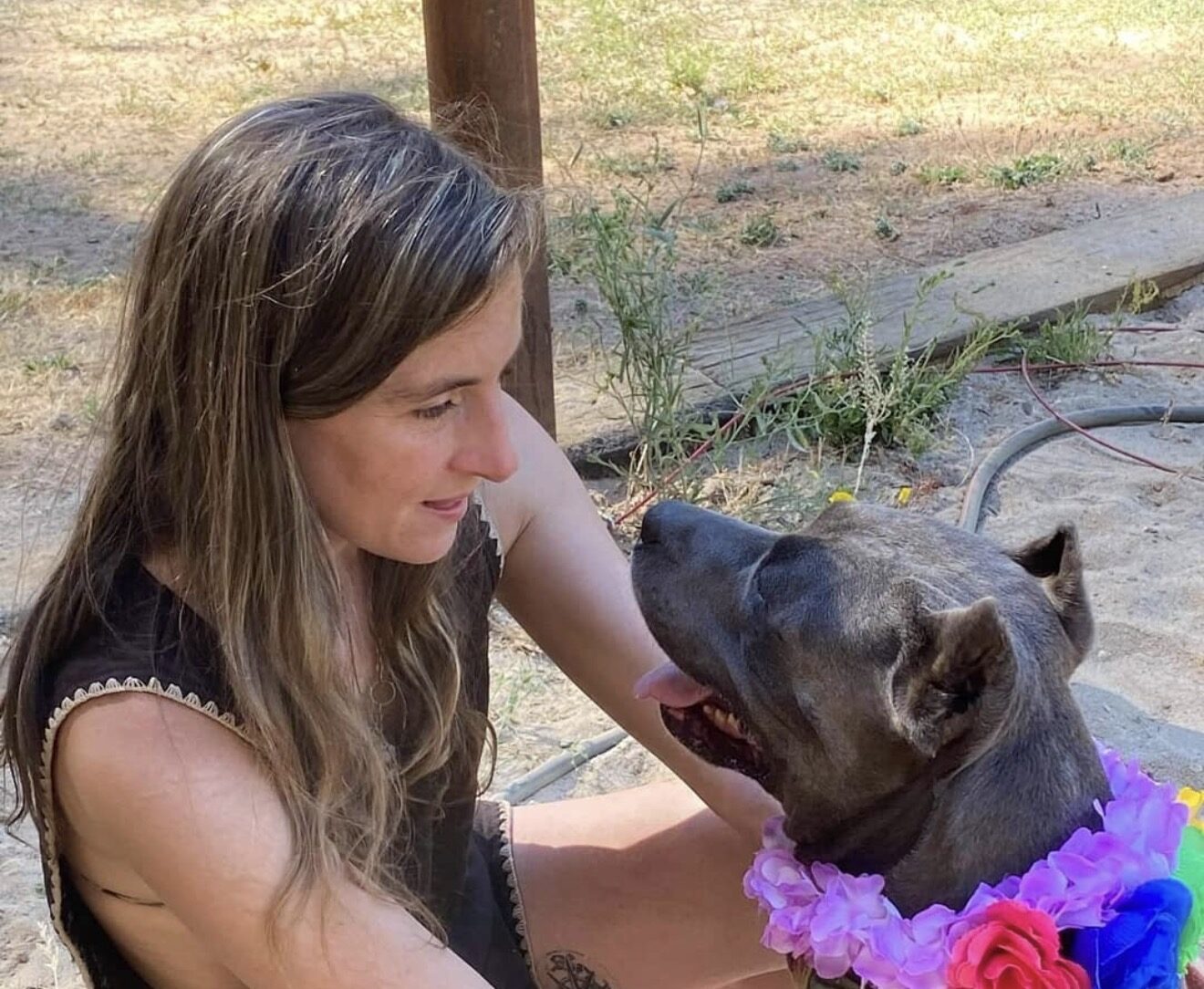 A volunteer with a grey pit bull wearing a flower lei