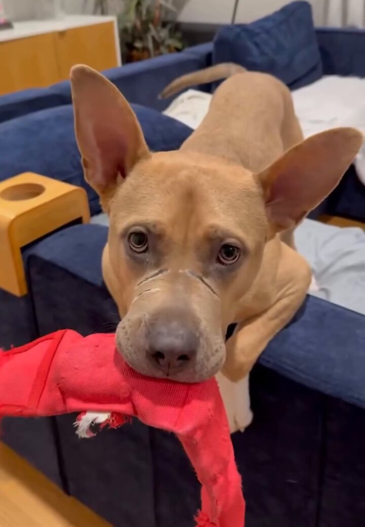Oden on a couch with a red toy