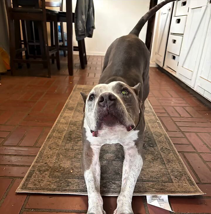 Rocco stretching on a rug
