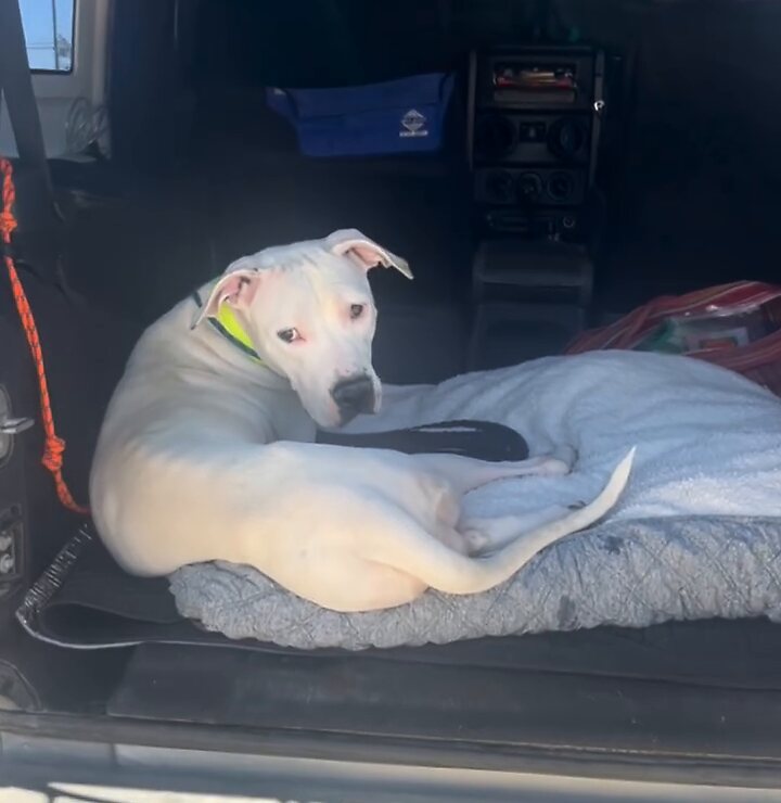 Sweetie on a dog bed in a car