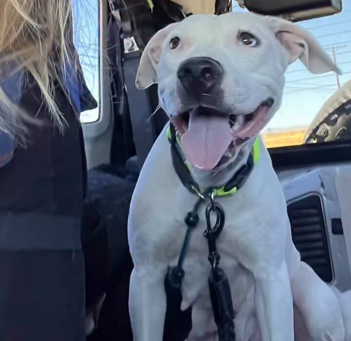 Sweetie, a white pit bull, smiling in a car